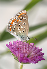 Image showing Copper-butterfly on a clover