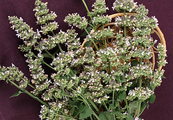 Image showing catmint (Nepeta cataria)