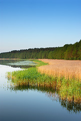 Image showing Coast of lake