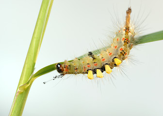 Image showing Caterpillar.