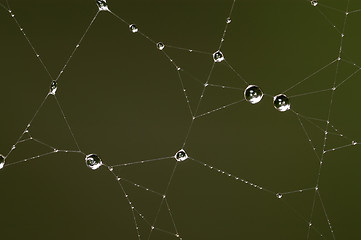 Image showing Drops on the web 