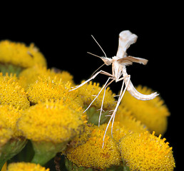 Image showing The tiny  White Plume Moth Pterophorus pentadactyla
