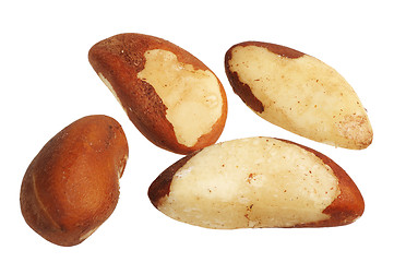 Image showing Brazil Nut (Bertholletia excelsa)