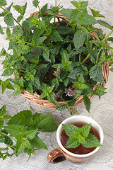 Image showing Mint (Mentha).