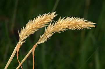 Image showing Spikelets