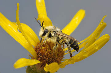 Image showing A bee on a flower