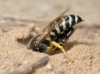 Image showing Wasp Bembex rostratus with prey