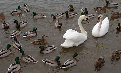 Image showing The birds winter in the city