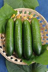 Image showing Cucumbers