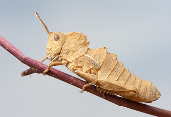 Image showing Grasshopper