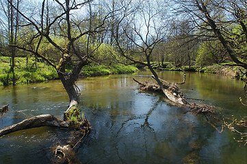 Image showing River in the forest