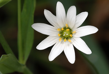 Image showing Flower in a meadow