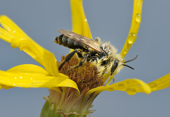 Image showing A bee on a flower