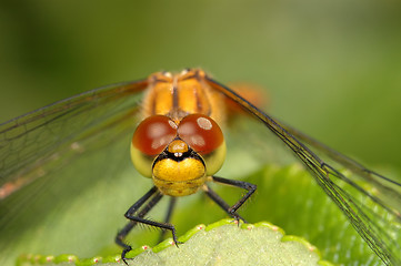 Image showing Dragonfly close-up