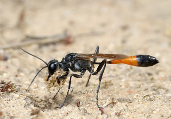 Image showing Wasp Ammophila sabulosa