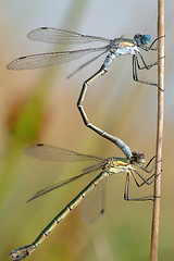 Image showing Two dragonflies 