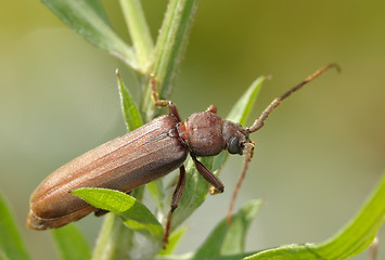 Image showing Longicorn beetle on a branch.