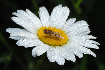 Image showing Fly on a flower among the drops of dew.