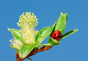 Image showing Ladybird on twigs