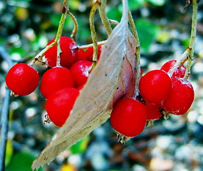 Image showing Wild berries