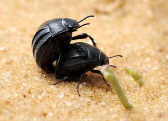 Image showing Darkling beetles on the sand