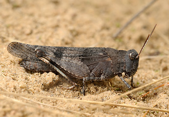 Image showing Grasshopper Oedipoda caerulescens