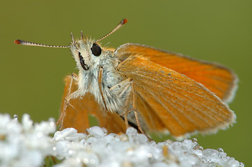 Image showing Butterfly Large Skipper (Ochlodes sylvanus).