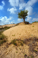 Image showing Lonely tree among the sand