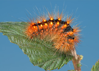 Image showing Fiery-red caterpillar.