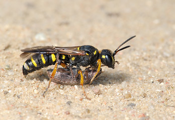 Image showing Wasp Sphex