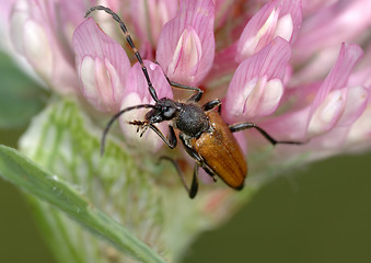 Image showing Longicorn beetle on a flower. 