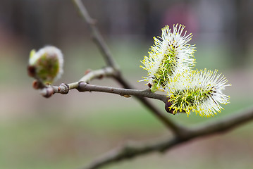 Image showing First flowers of Spring