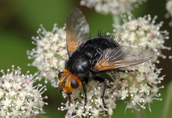 Image showing Large black fly on a flower