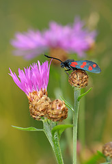 Image showing The butterfly Zygaena filipendulae