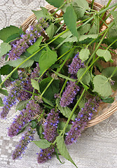 Image showing Korean Mint (Agastache rugosa).