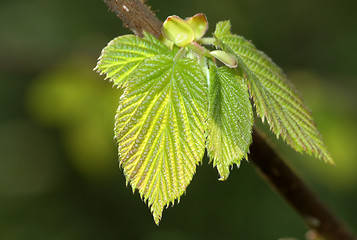 Image showing Spring leaves.