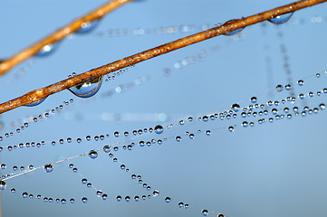 Image showing Drops on grass 