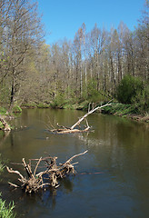 Image showing River in the forest