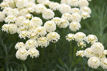 Image showing Achillea