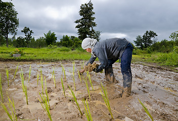 Image showing asian woman growing rice