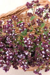 Image showing Origan (Origanum vulgare)