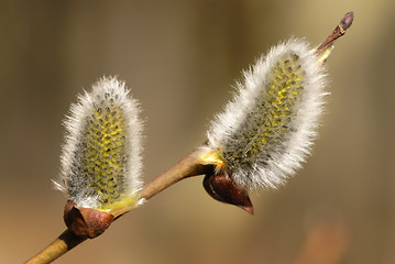 Image showing Spring 