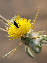 Image showing A beetle on the prickly flower.