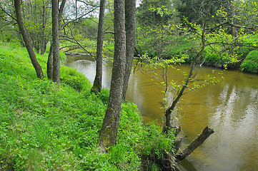 Image showing River in the forest