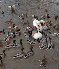 Image showing The birds winter in the city