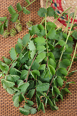 Image showing Burnet (Saguisorba officialis).