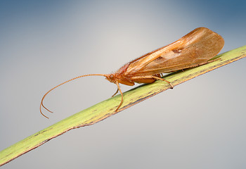 Image showing Caddis on the blade