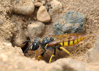 Image showing Small solitary wasp