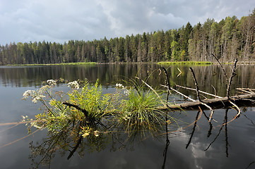 Image showing Lake in the forest