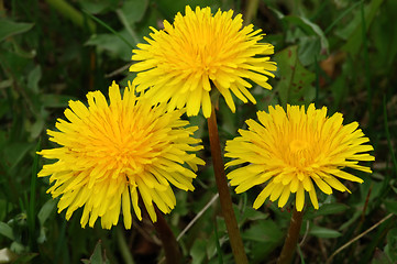 Image showing Dandelion